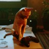 Stray Hits Xbox This August